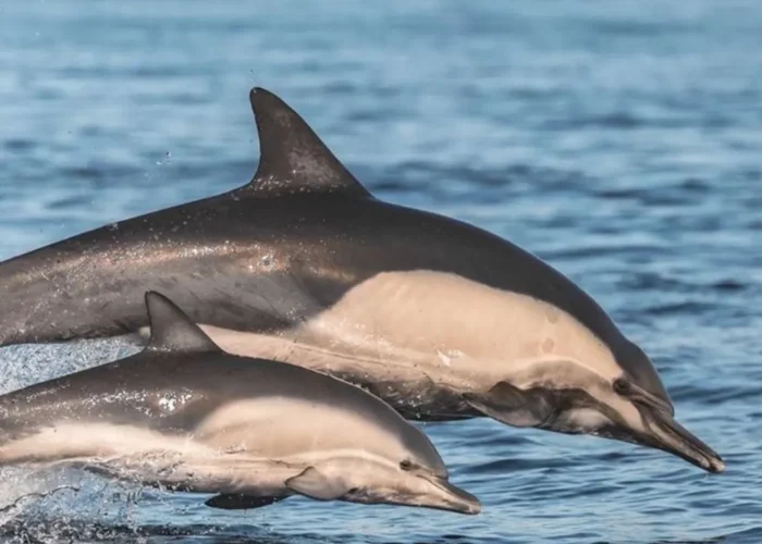 Two dolphins leaping side by side in the waters of the Algarve during an Otter Tours boat trip