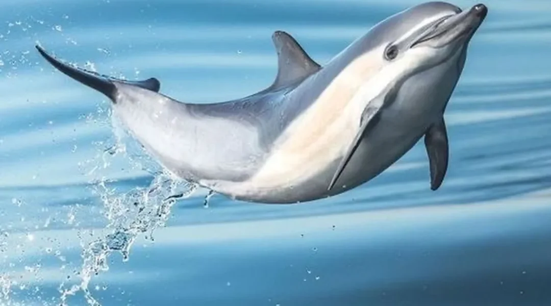 Wild dolphin swimming near the surface, seen during an Otter Tours marine wildlife tour
