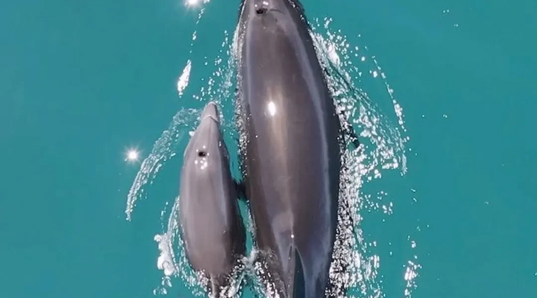 Adult dolphin swimming alongside a smaller calf near the Otter Tours boat in the Algarve