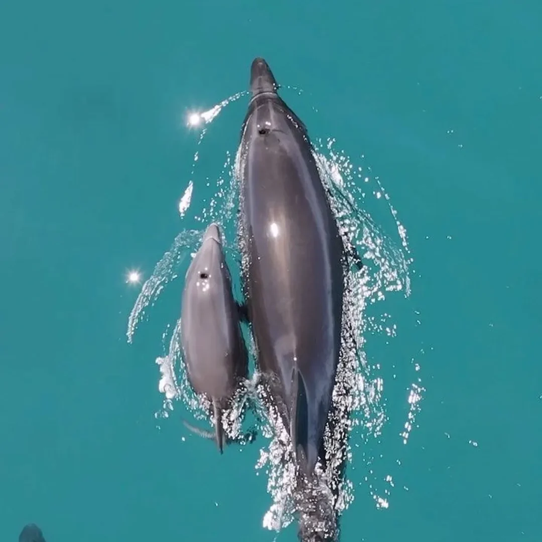 Adult dolphin swimming alongside a smaller calf near the Otter Tours boat in the Algarve