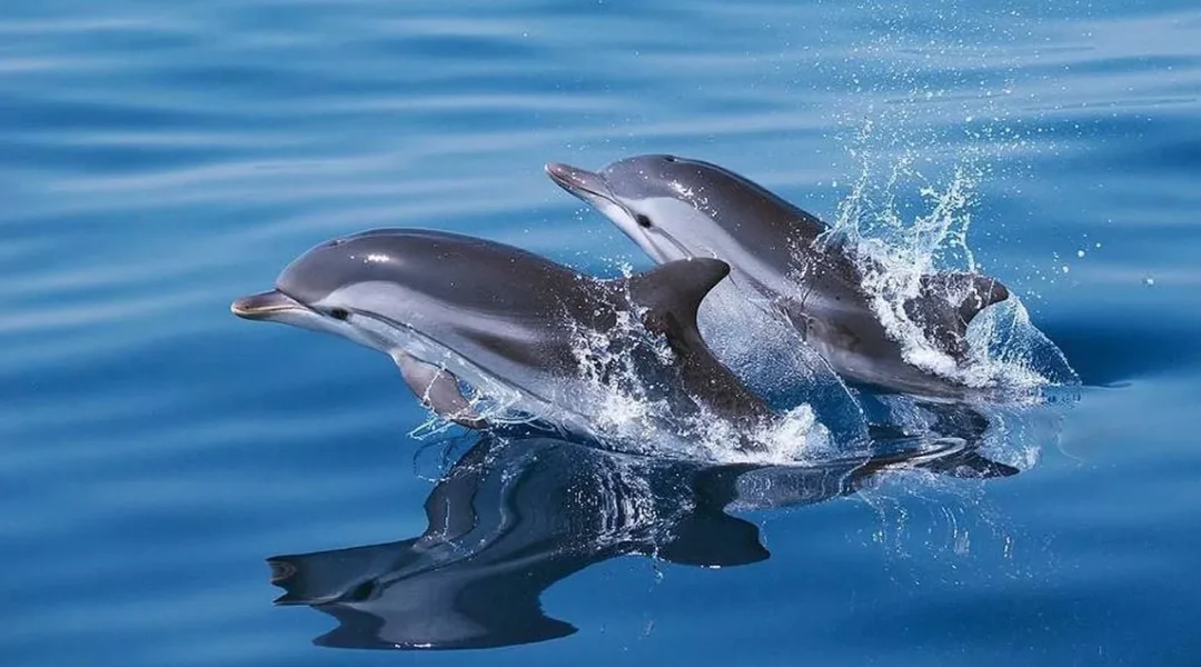 Two wild dolphins swimming near the Otter Tours boat along the Algarve coast