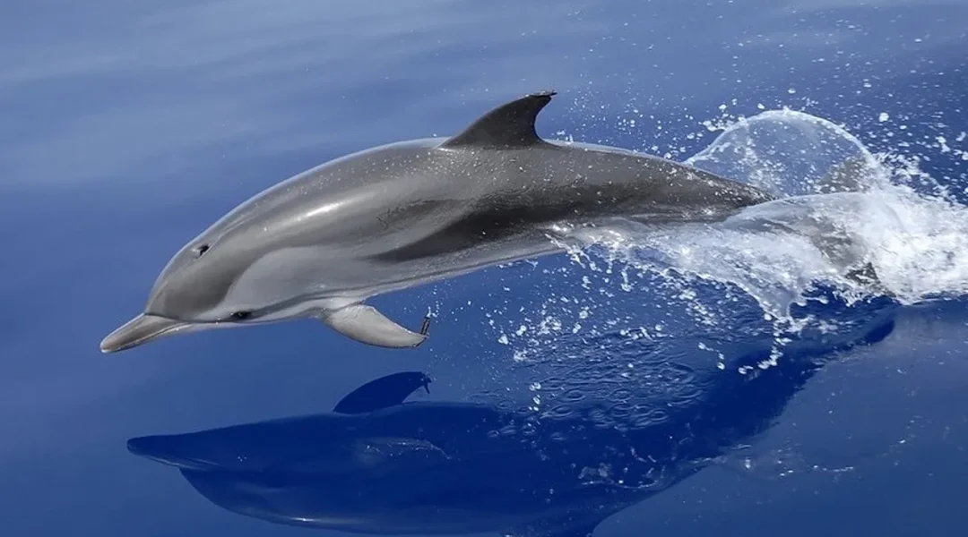 Wild dolphin swimming near the surface, spotted during an Otter Tours boat tour in the Algarve