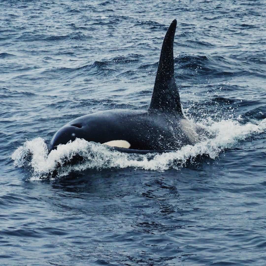Blackfish