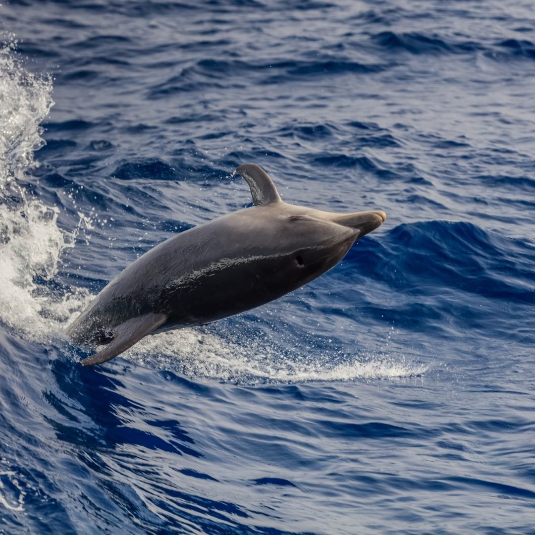 dolphin swimming in Atlantic Ocean near the coast of Tenereife.