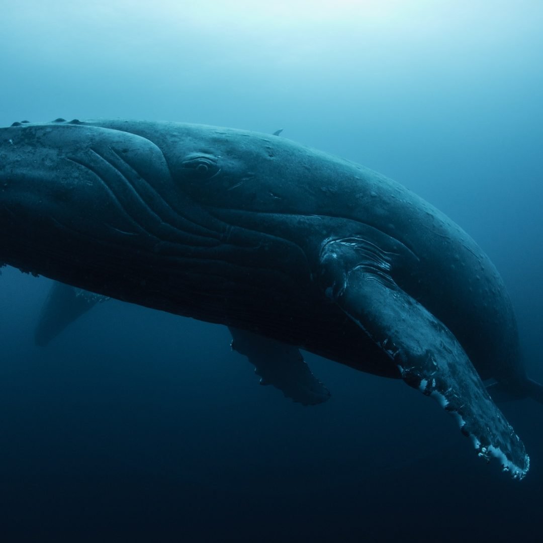Humpback whale (Megaptera novaeangliae) resting in the deep, Roca Partida, Revillagigedo, Mexico
