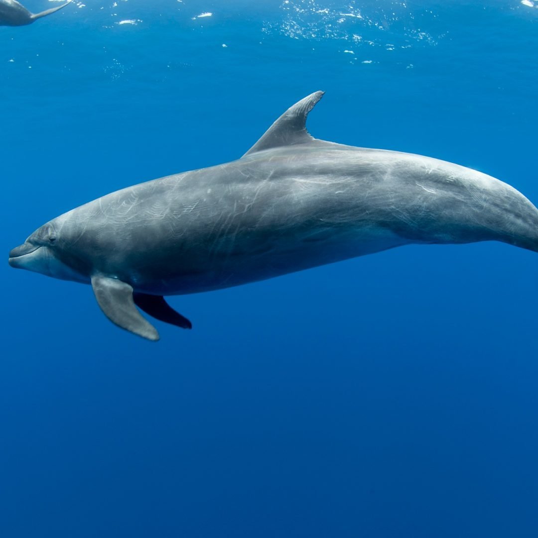 Underwater view of bottlenose dolphin, Baja California Sur, Mexico